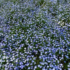 満開の青いネモフィラ畑