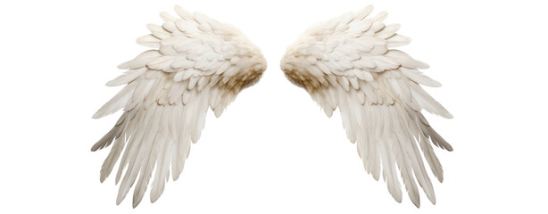 Obraz premium angel wings on transparent background