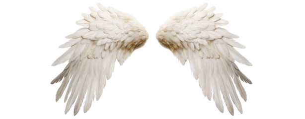 angel wings on transparent background