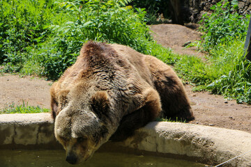 brown bear portrait