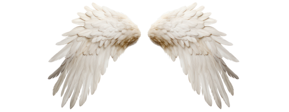 angel wings on transparent background