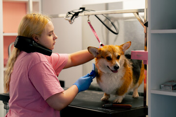 in a grooming salon a red corgi washed shakes after a bath the groomer dries it with a hairdryer...