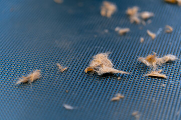 close-up in a grooming salon red wool after cutting on a professional blue table