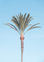 Palm tree with blue sky, light, pale, retro color effect. Idillic, happy image for decoration.