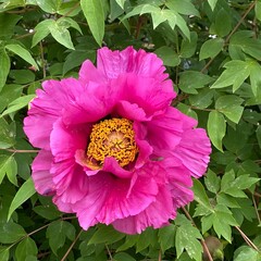 Tree Peony Flower © Совгіра Марина