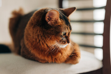 Beautiful red cat Somali breed lying on the chair at home lifestyle image of adorable fluffy pet indoors