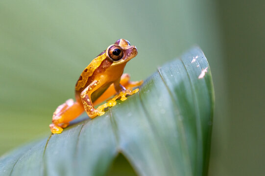 Dendropsophus ebraccatus, also known as the hourglass treefrog or pantless treefrog