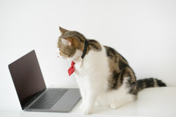 business concept with tabby scottish cat costume with necktie during use laptop and sit on white...