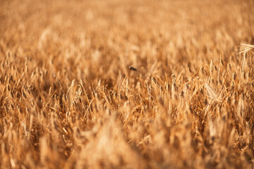 A field of tall, dry grass with a few weeds in it. Scene is somewhat desolate and barren, with the dry grass.