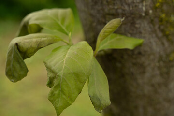 magnolie baum blatt