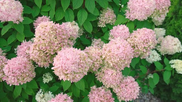 Hydrangea paniculata and conifer. Beautiful Garden path made of natural stones, gravel. Huge landscaping trend. Lawn, shrubbery in the backyard. Scenic of nice landscaped. Walkway. Green home design