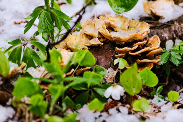 Stereum Hirsutum, also known as Hairy Curtain Crust, growing on an old tree branch