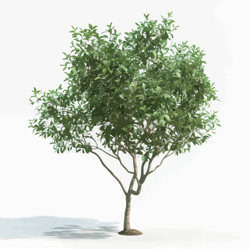Prunus serrulata tree isolated on a white background