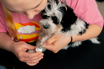 close up In the grooming salon a small white-black dog by the groomer nail trimming procedure