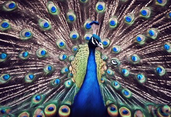 Obraz premium 'himself A male showing neck fully feathers expressing peacock stretched Background Pattern Nature Animal Beauty Green Blue Color Bird Tropical Eye Feather Colorful Beautiful Beak Wildlife'