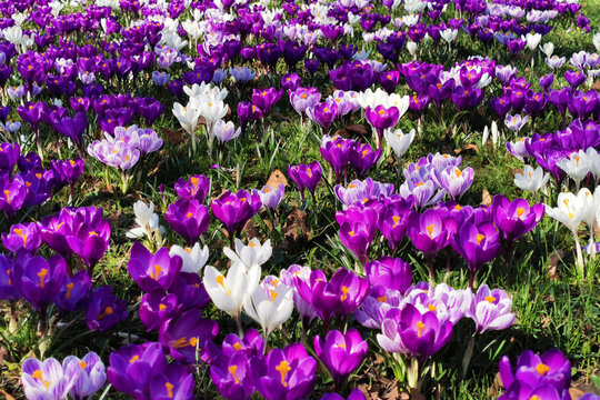 violet corcus garden