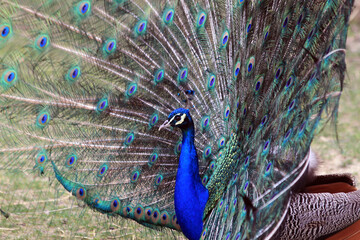 Obraz premium nice big peacock
