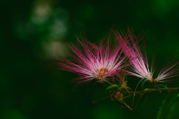 神秘的な緑の背景に映えるピンクの花