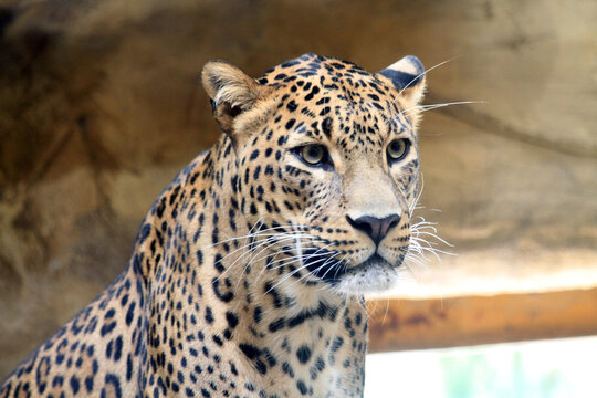 Sri Lankan leopar - Panthera pardus kotiya