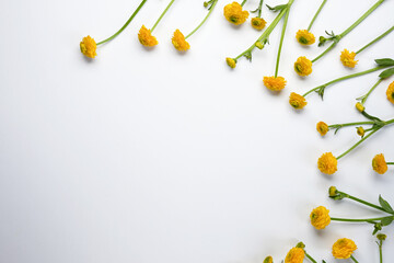 Floral frame made of yellow ranunculus flower on white background. Flat lay, top view mockup.Copy...