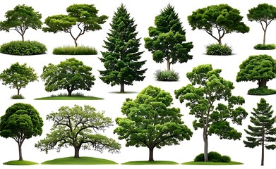 Fototapeta premium set of tree isolated on white background 