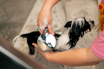 top shot in grooming salon a small wight-black dog a groomer washes a dog in a metal bathtub...