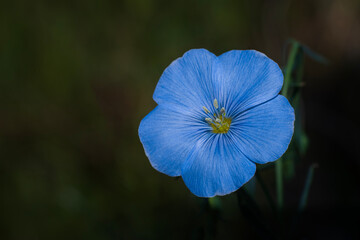 blue flower