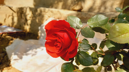 Red Rose in a Garden
