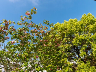 公園に咲いたハナミズキの花