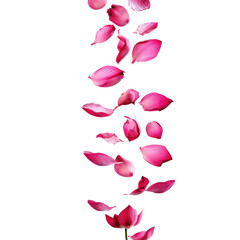 floated lotus flower petals falling isolate on transparency background PNG