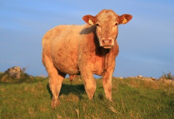 Cattle: Charolais breed bullock standing in field on farmland in rural Ireland in springtime 