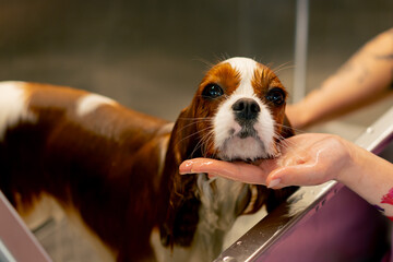 close up in grooming salon a small king spaniel dog a groomer washes a dog in a metal bathtub...
