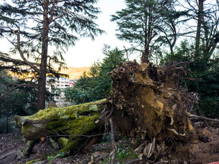 Aftermath of Nature's Fury: Uprooted Tree Revealing Earth's Depths