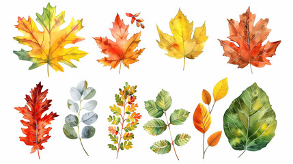 Obraz premium a set of multicolored autumn leaves maple, aspen, rowan, willow, birch, poplar on a white background in watercolor 