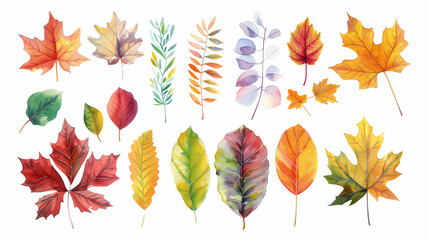 a set of multicolored autumn leaves maple, aspen, rowan, willow, birch, poplar in watercolor 