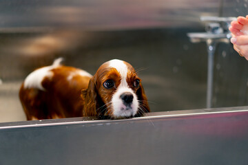 in a grooming salon a small royal spaniel dog stands soaked in an iron bathtub