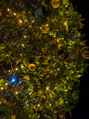 Enchanted Lemon Tree at Night