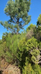 pine tree in the woods