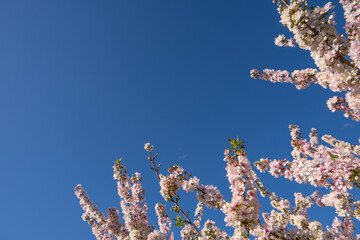 Background texture of branch with pink blooming flowers of the tree Prunus 'Elvins', bathing in spring sunlight against a pure blue sky. Copy space for design.