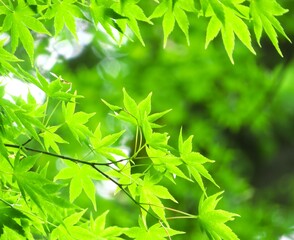 新緑の美しいモミジの葉