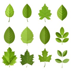 green leaves isolated on white, Set of green leaves isolated on white. Collection of nature forest plants leaves