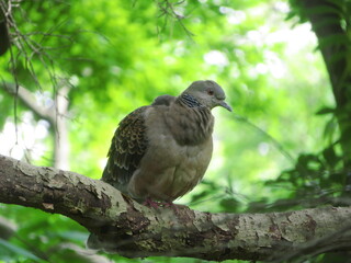 木の上で休む鳩