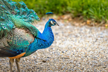Beautiful peacock looking from the side, copy space on the right side