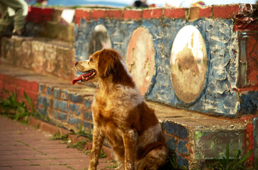 red shaggy dog sits in front of a wall on the street with his tongue hanging out