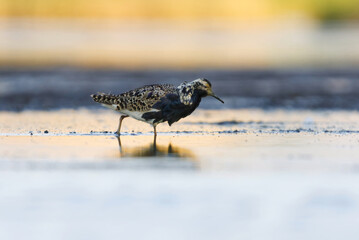 Ruff (Calidris pugnax) male feeding in the wetlands in summer.	
