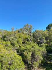 forest in the mountains, Madeira