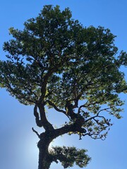 tree and sky