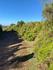 path through the forest