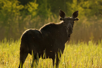 Elk or Moose (Alces alces) bull standing in the reeds at sunrise in summer.	
