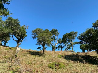 Fototapeta premium Landscape view, Fanal Forest, Madeira, Portugal